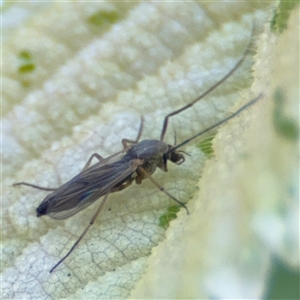 Chironomidae (family) at Pialligo, ACT - 3 Nov 2024