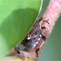 Oncocoris sp. (genus) (A stink bug) at Pialligo, ACT - 3 Nov 2024 by Hejor1