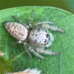 Opisthoncus sp. (genus) (Unidentified Opisthoncus jumping spider) at Pialligo, ACT - 3 Nov 2024 by Hejor1