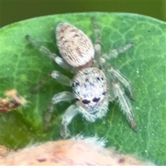 Opisthoncus sp. (genus) at Pialligo, ACT - 3 Nov 2024