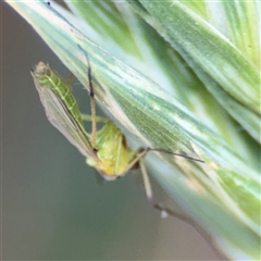 Chironomidae (family) at Pialligo, ACT - 3 Nov 2024