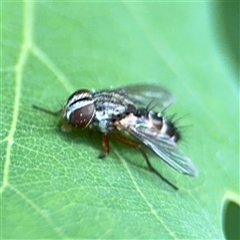 Cylindromyia sp. (genus) (Bristle fly) at Pialligo, ACT - 3 Nov 2024 by Hejor1