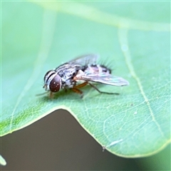 Cylindromyia sp. (genus) at Pialligo, ACT - 3 Nov 2024