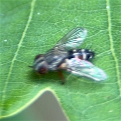 Cylindromyia sp. (genus) at Pialligo, ACT - 3 Nov 2024