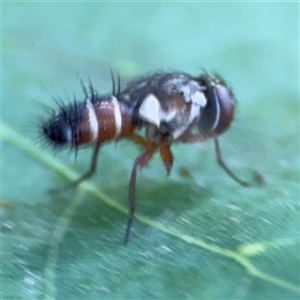 Cylindromyia sp. (genus) at Pialligo, ACT - 3 Nov 2024