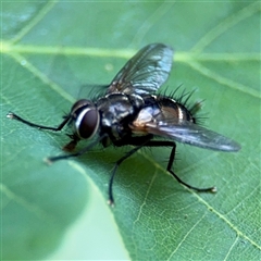 Cylindromyia sp. (genus) (Bristle fly) at Pialligo, ACT - 3 Nov 2024 by Hejor1