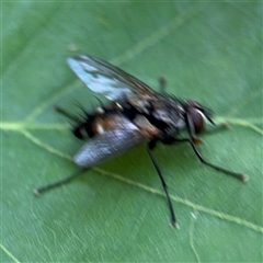 Cylindromyia sp. (genus) at Pialligo, ACT - 3 Nov 2024