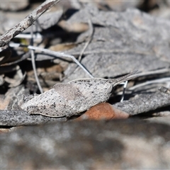 Goniaea australasiae (Gumleaf grasshopper) at Kowen, ACT - 26 Oct 2024 by Untidy