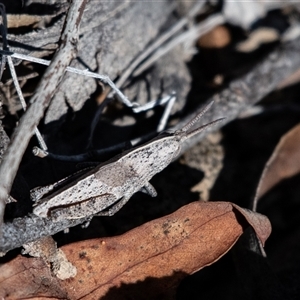 Goniaea australasiae at Kowen, ACT - 26 Oct 2024