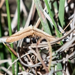 Anachloris subochraria (Golden Grass Carpet (Ennominae)) at Kowen, ACT - 26 Oct 2024 by Untidy