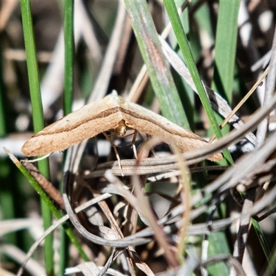 Anachloris subochraria (Golden Grass Carpet (Ennominae)) at Kowen, ACT - 26 Oct 2024 by Untidy