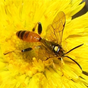 Labium sp. (genus) (An Ichneumon wasp) at Bundanoon, NSW by Curiosity