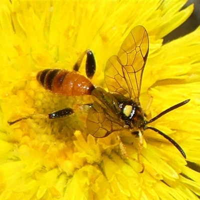 Labium sp. (genus) (An Ichneumon wasp) at Bundanoon, NSW - 30 Oct 2024 by Curiosity