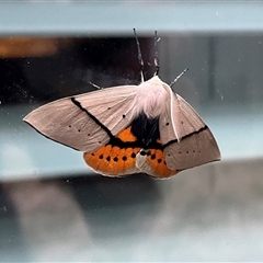 Gastrophora henricaria (Fallen-bark Looper, Beautiful Leaf Moth) at Kambah, ACT - 5 Nov 2024 by sduus