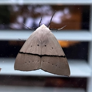 Gastrophora henricaria at Kambah, ACT - 5 Nov 2024