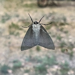 Gastrophora henricaria at Kambah, ACT - 5 Nov 2024