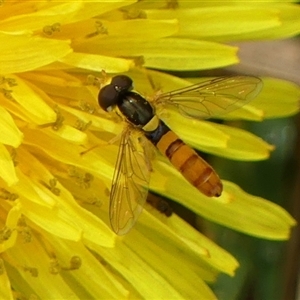 Sphaerophoria macrogaster at Braemar, NSW - 3 Nov 2024