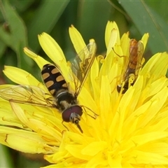 Sphaerophoria macrogaster at Braemar, NSW - 3 Nov 2024