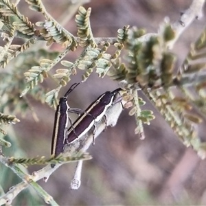 Rhinotia suturalis at Bungendore, NSW - 4 Nov 2024