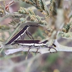 Rhinotia suturalis at Bungendore, NSW - 4 Nov 2024