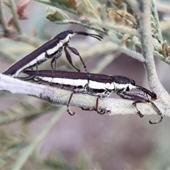 Rhinotia suturalis at Bungendore, NSW - 4 Nov 2024