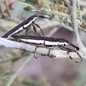 Rhinotia suturalis at suppressed - 4 Nov 2024