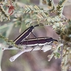 Rhinotia suturalis at Bungendore, NSW - 4 Nov 2024