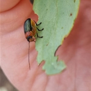 Aporocera sp. (genus) at Bungendore, NSW - 4 Nov 2024