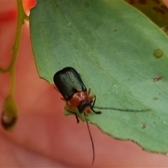 Aporocera sp. (genus) at Bungendore, NSW - suppressed