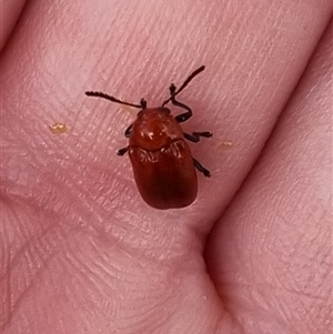 Aporocera (Aporocera) haematodes at Bungendore, NSW - suppressed