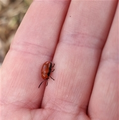 Aporocera (Aporocera) haematodes at Bungendore, NSW - suppressed