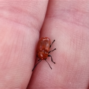 Aporocera (Aporocera) haematodes at Bungendore, NSW - suppressed