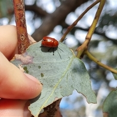 Aporocera (Aporocera) haematodes at Bungendore, NSW - suppressed