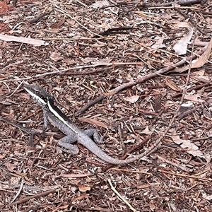 Gowidon longirostris at Petermann, NT - 12 Oct 2024