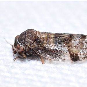 Psyllidae sp. (family) at Jerrabomberra, NSW - 5 Nov 2024