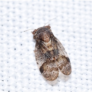 Psyllidae sp. (family) at Jerrabomberra, NSW - 5 Nov 2024