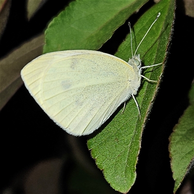 Pieris rapae (Cabbage White) at Braidwood, NSW - 4 Nov 2024 by MatthewFrawley