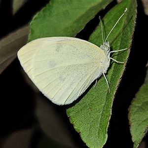 Pieris rapae at Braidwood, NSW - 4 Nov 2024