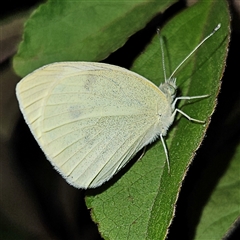 Pieris rapae at Braidwood, NSW - 4 Nov 2024