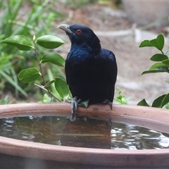 Eudynamys orientalis (Pacific Koel) at Kambah, ACT - 4 Nov 2024 by LineMarie