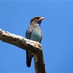 Eurystomus orientalis (Dollarbird) at Kambah, ACT - 2 Nov 2024 by LineMarie