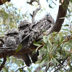 Podargus strigoides (Tawny Frogmouth) at Kambah, ACT - 2 Nov 2024 by LineMarie