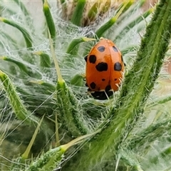 Hippodamia variegata (Spotted Amber Ladybird) at O'Malley, ACT - 5 Nov 2024 by Mike