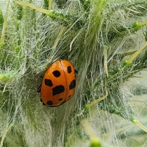 Hippodamia variegata at O'Malley, ACT - 5 Nov 2024