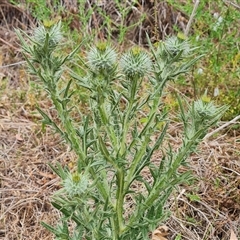 Cirsium vulgare (Spear Thistle) at O'Malley, ACT - 4 Nov 2024 by Mike