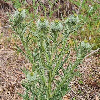 Cirsium vulgare (Spear Thistle) at O'Malley, ACT - 4 Nov 2024 by Mike