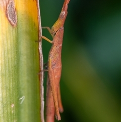 Heide sp. (genus) (A heath matchstick grasshopper) at Penrose, NSW - 3 Nov 2024 by Aussiegall