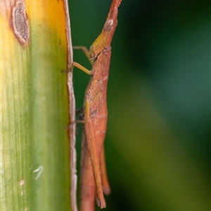 Heide sp. (genus) at Penrose, NSW by Aussiegall