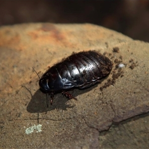 Panesthia lata (Lord Howe Island wood-feeding cockroach) at Lord Howe Island, NSW by MichaelBedingfield