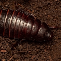 Panesthia lata at Lord Howe Island, NSW - 22 Dec 2021 01:16 PM